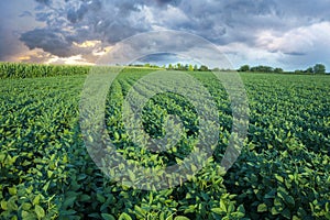 Soy field with rows of soya bean plants