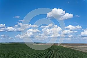 Soy field with rows of soya and beautiful white clouds