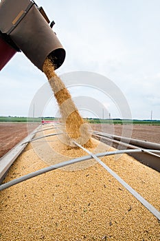 Soy Harvest