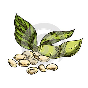 Soy nut isolated vector sketch. Sign with soya.