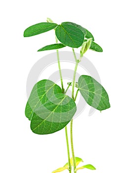 Soy plant