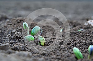 Soy plant sprouting