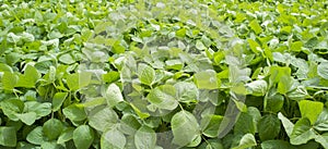 Soy plantation at Gevora, Vegas Bajas del Guadiana, Spain