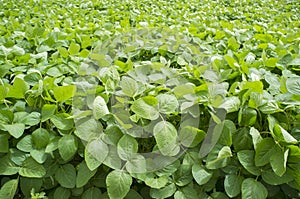 Soy plantation at Gevora, Vegas Bajas del Guadiana, Spain