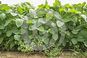 Soy plantation growing with drip irrigation system