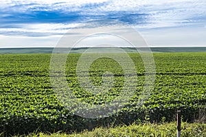 soy plantation on sunny day