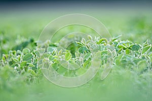 Soy plants growing in a soy field