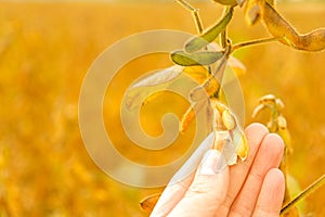 Soy. Pods of ripe soybeans in a female hand .field of ripe soybeans.The farmer checks the soybeans for ripeness.Soybean