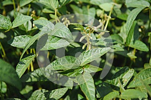 Soy pods at sunset, close up. Agricultural soy plantation and sunshine. Soy bean plant in sunny field . Green growing