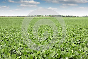 Soya bean field landscape