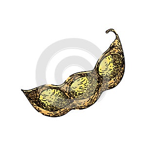 soya bean food pod sketch hand drawn vector