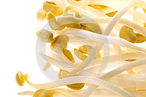 Soya Bean Sprouts