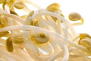 Soya Bean Sprouts