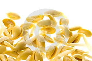 Soya Bean Sprouts
