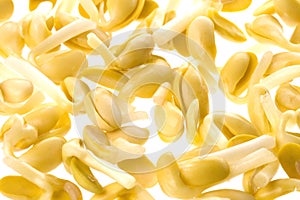 Soya Bean Sprouts