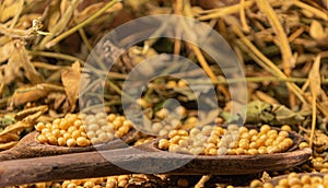 Soya beans Glycine max in wooden spoon scattered among leaves on vegetable background