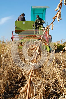 Soya harvesting