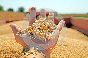 Soya harvesting