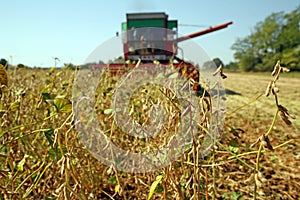 Soya harvesting