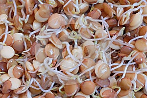 Soya Seedlings