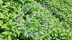 A Soyabeen crop field.