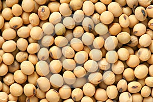 Soybean