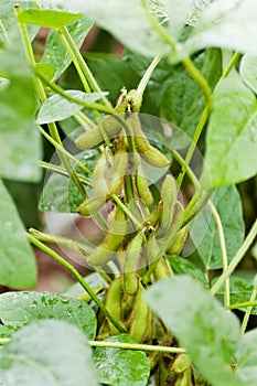 Soybean photo