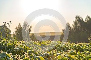 soybean agricultural field