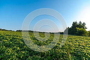 soybean agricultural field