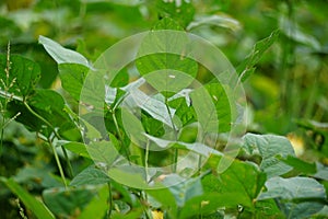 Soybean (soya bean, soy bean) leaves on the tree. Soybeans is one of the ingredient to make tempe or tofu photo