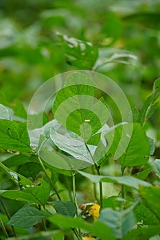 Soybean (soya bean, soy bean) leaves on the tree. Soybeans is one of the ingredient to make tempe or tofu photo