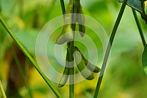 Soybean (soya bean, soy bean) on the tree. Soybeans is one of the ingredient to make tempe or tofu photo
