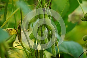 Soybean (soya bean, soy bean) on the tree. Soybeans is one of the ingredient to make tempe or tofu photo