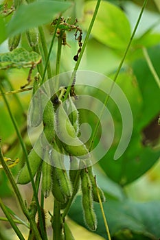 Soybean (soya bean, soy bean) on the tree. Soybeans is one of the ingredient to make tempe or tofu photo