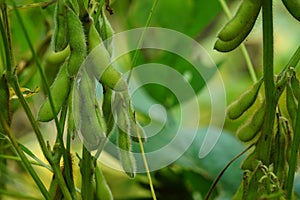 Soybean (soya bean, soy bean) on the tree. Soybeans is one of the ingredient to make tempe or tofu photo