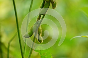 Soybean (soya bean, soy bean) on the tree. Soybeans is one of the ingredient to make tempe or tofu photo
