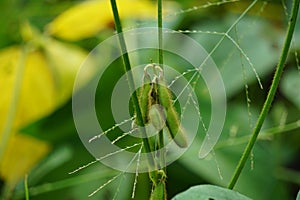 Soybean (soya bean, soy bean) on the tree. Soybeans is one of the ingredient to make tempe or tofu photo