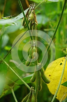 Soybean (soya bean, soy bean) on the tree. Soybeans is one of the ingredient to make tempe or tofu photo