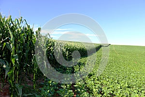 Soybean and corn cultivation in the south of Brazil. Beautiful green fields growing side by side with blue sky as a background.
