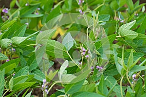 Soybean Crop