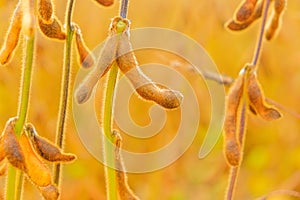 Soybean crop.Pods of ripe soybeans .Agriculture and farming.Growing organic food.field of ripe soybeans. soybean field