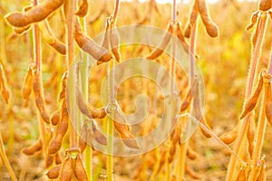 Soybean crop.Pods of ripe soybeans close-up in the rays of the sun.Agriculture and farming.Growing organic food.field of