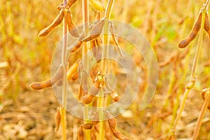 Soybean crop.Pods of ripe soybeans in the rays of the sun.Agriculture and farming.Growing organic food.field of ripe