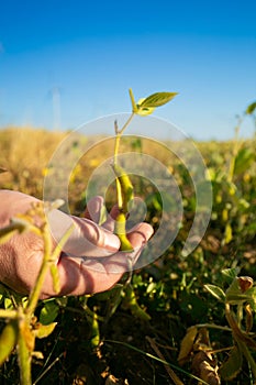 Soybean crop.Pods of ripe soybeans in the rays of the sun. farmer checks the soybeans for ripeness. Agriculture and