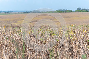 Soybean crop ready to be harvested in stage R8 photo