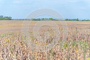 Soybean crop ready to be harvested in stage R8 photo