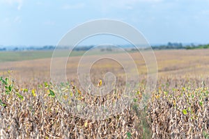 Soybean crop ready to be harvested in stage R8 photo