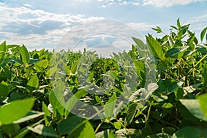 Soybean crops in field, soya bean growing on plantation. Soy bean plant in sunny field