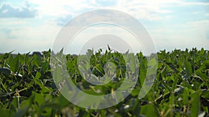 Soybean crops in field, soya bean growing on plantation. View of Soybean pods on soybean plantation