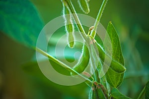 Soybean crops in field